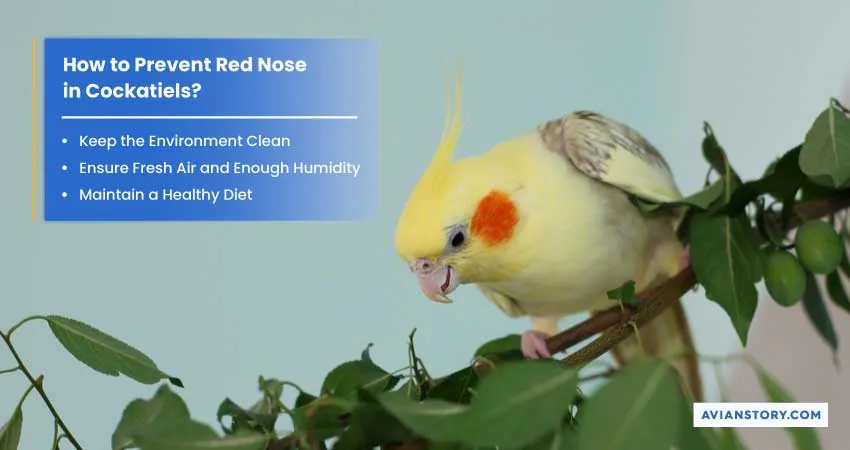 Why Is My Cockatiels Nose Red? - 6 Reasons and Symptoms 4