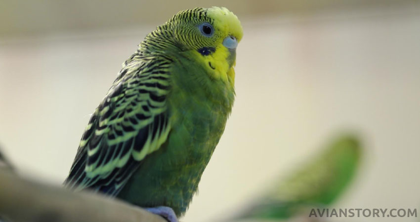 Is There Any Life Risk To A Silent Budgie