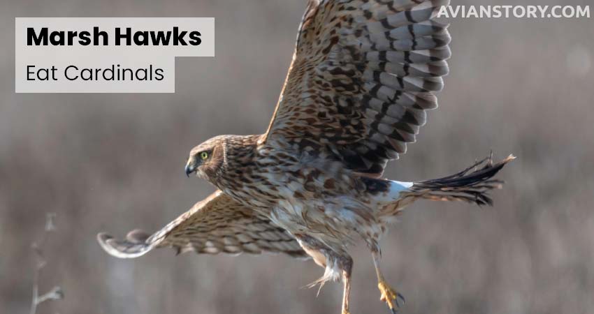 Marsh Hawks Eat Cardinals