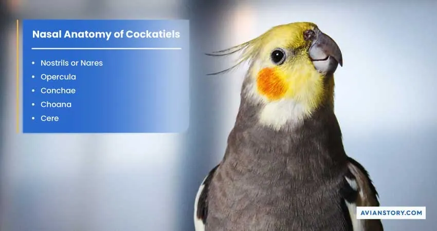 Why Is My Cockatiels Nose Red? - 6 Reasons and Symptoms 1