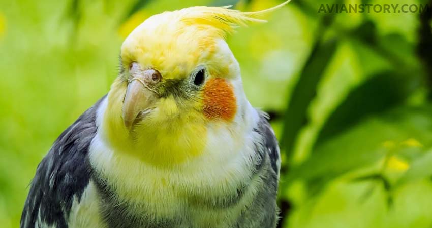 Other Reasons Why Your Cockatiel May Be Sneezing