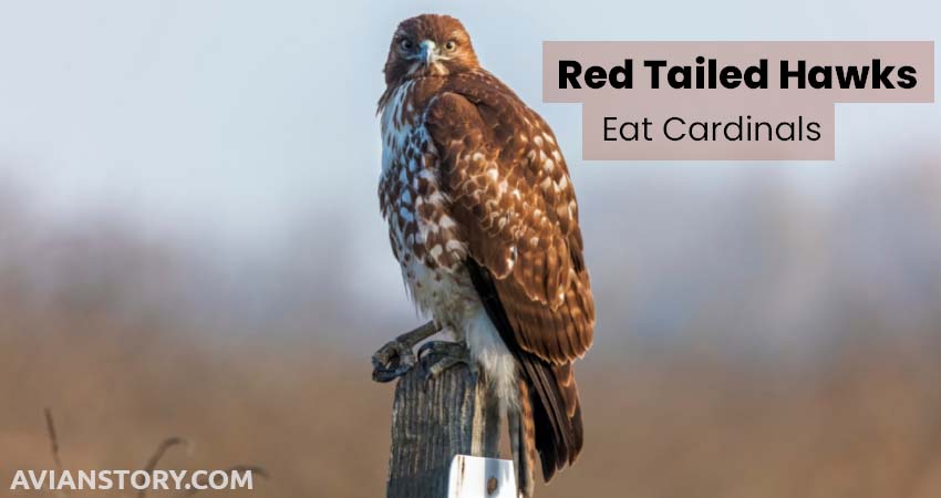 Red Tailed Hawks Eat Cardinals