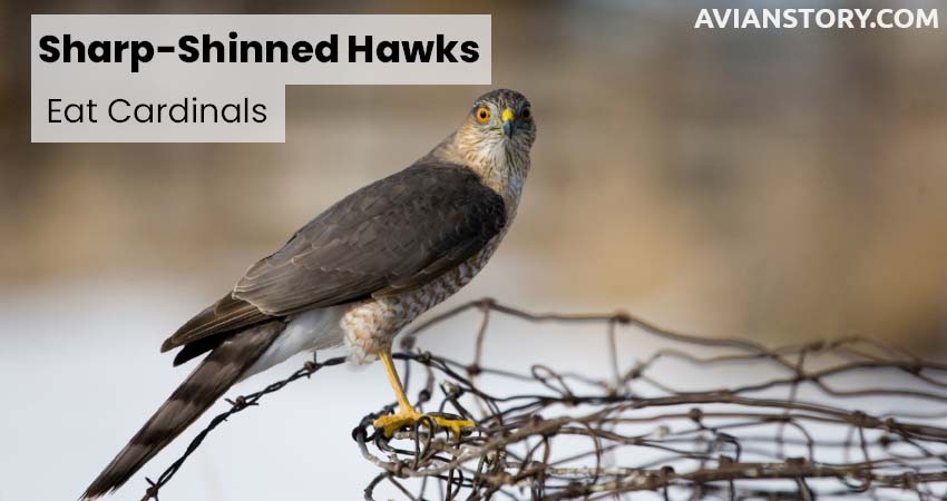 Sharp-Shinned Hawks Eat Cardinals