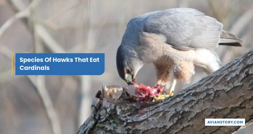 Species Of Hawks That Eat Cardinals