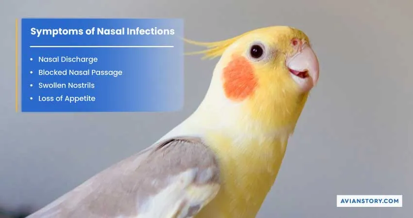 Why Is My Cockatiels Nose Red? - 6 Reasons and Symptoms 3