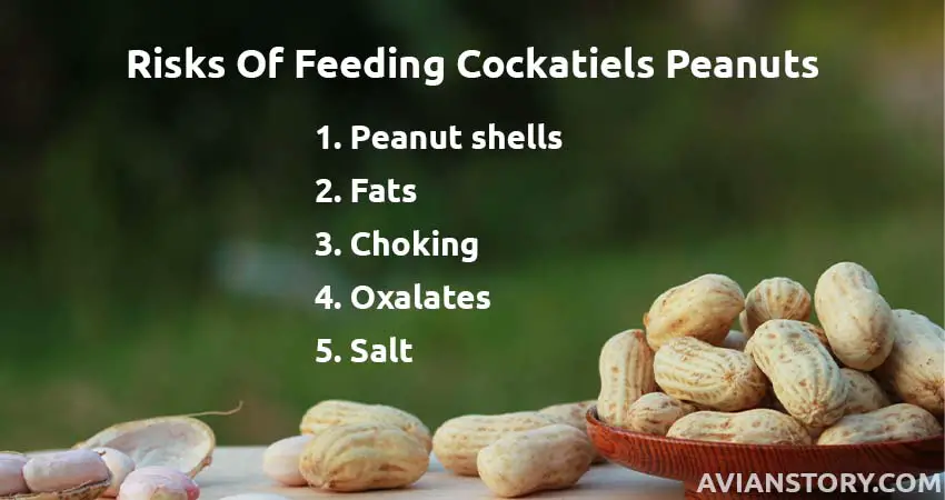 What Are The Risks Of Feeding Cockatiels Peanuts