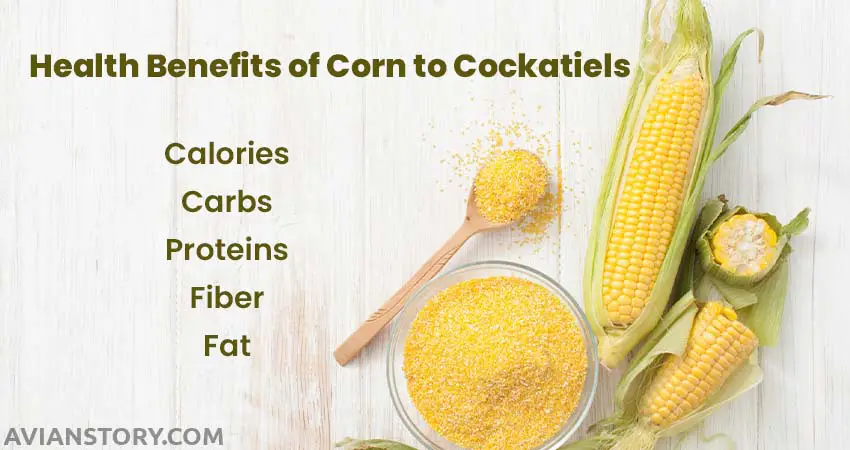 What Are the Health Benefits of Corn to Cockatiels