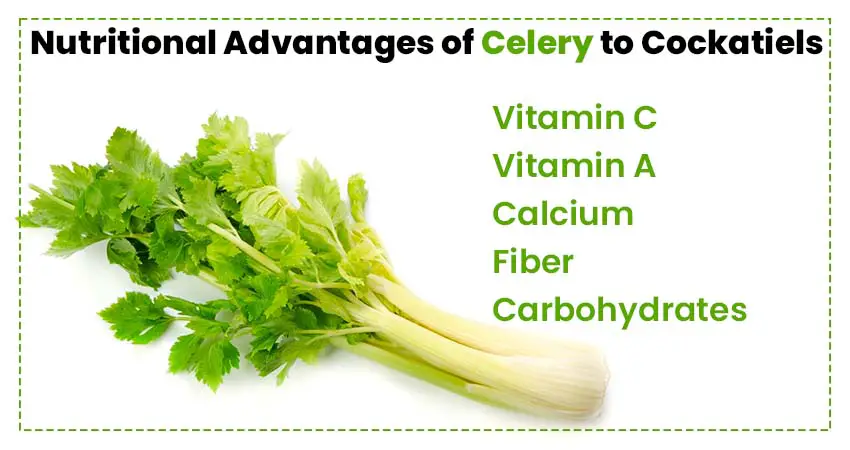 What Are the Nutritional Advantages of Celery to Cockatiels?