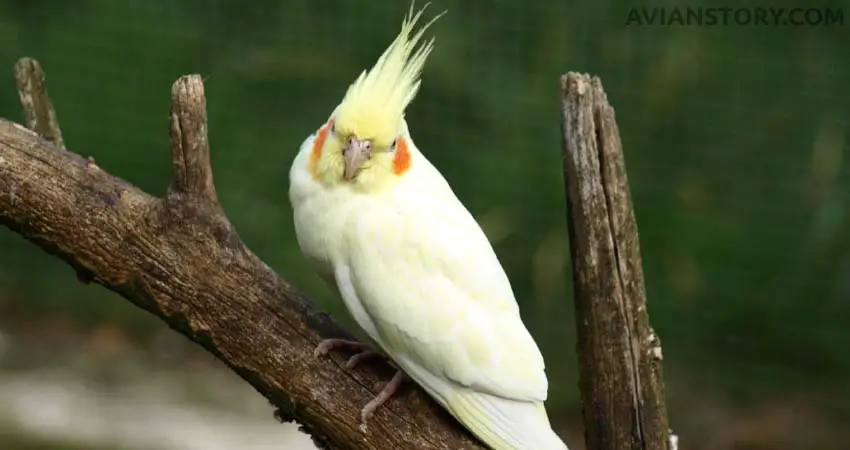 When Should I Reduce Feeding My Bird Watermelon