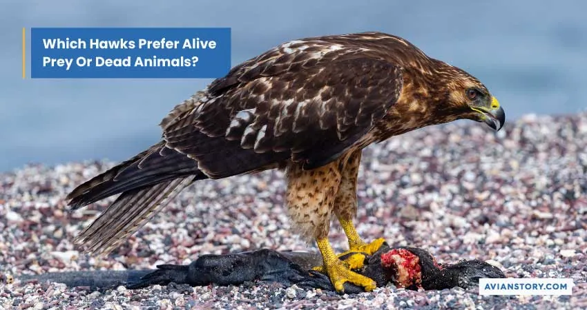 Do Hawks Eat Dead Animals? Everything You Need to Know! 3