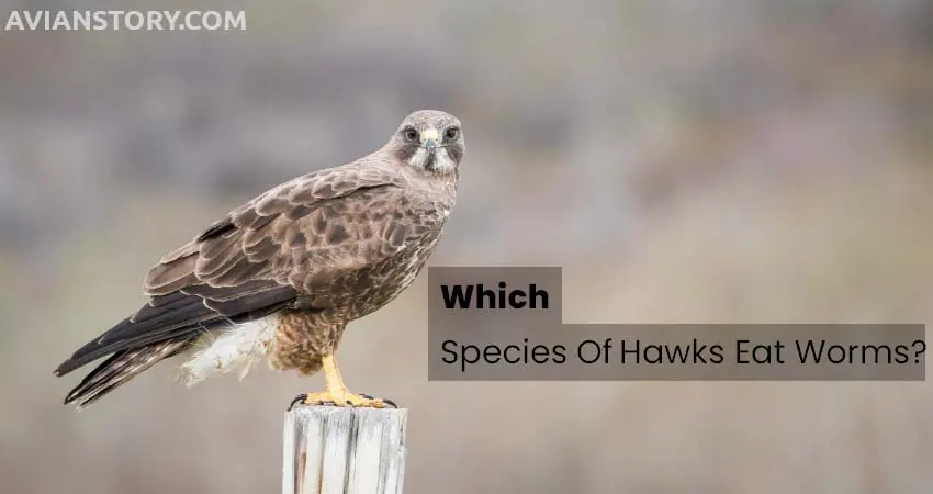 Which Species Of Hawks Eat Worms