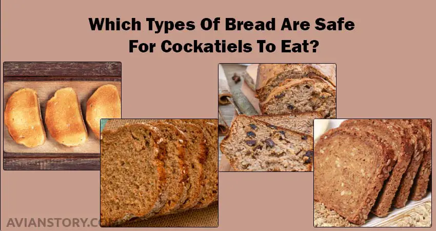 Which Types Of Bread Are Safe For Cockatiels To Eat
