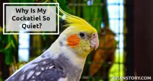 Why Is My Cockatiel So Quiet? – 5 Common Reasons and Solutions