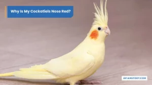 Why Is My Cockatiels Nose Red? – 6 Reasons and Symptoms
