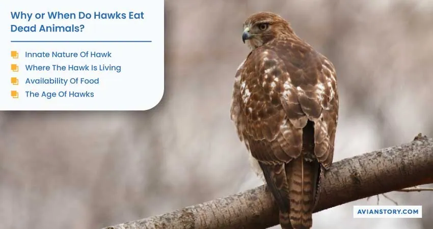 Do Hawks Eat Dead Animals? Everything You Need to Know! 1
