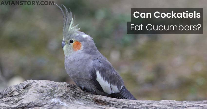 cockatiel Eat Cucumbers?