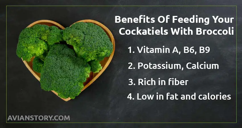 Benefits Of Feeding Your Cockatiels With Broccoli