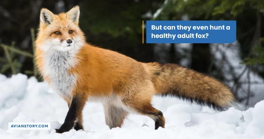 But can they even hunt a healthy adult fox