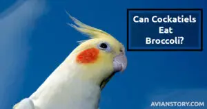 Can Cockatiels Eat Broccoli? Find Out If It’s Safe