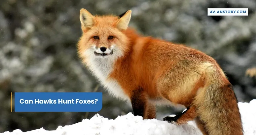 Can Hawks Hunt Foxes