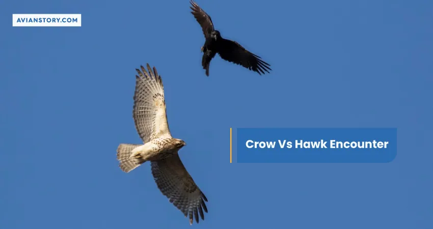Crow Vs Hawk Encounter