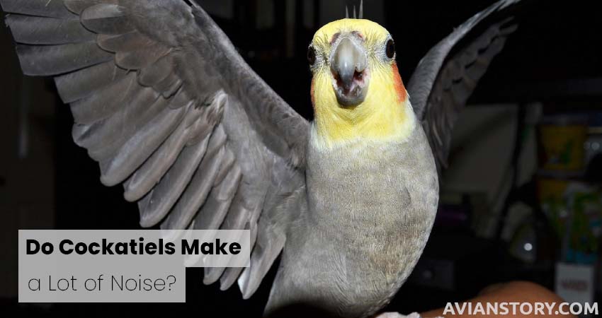 Do Cockatiels Make a Lot of Noise