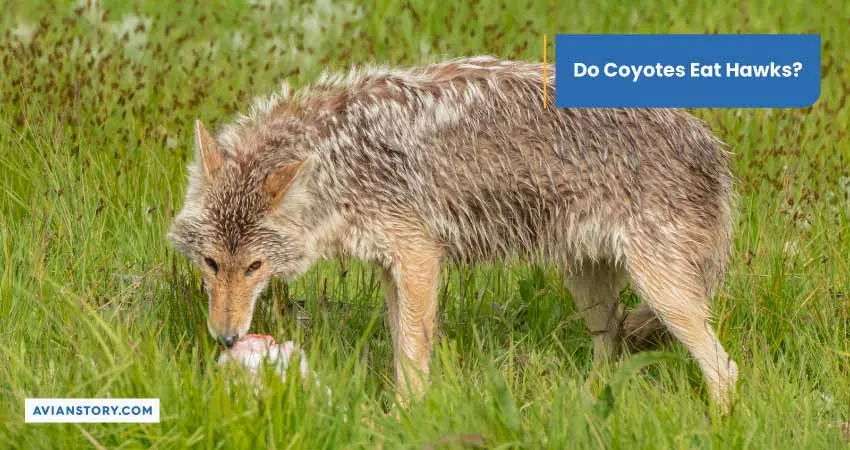 Do Coyotes Eat Hawks