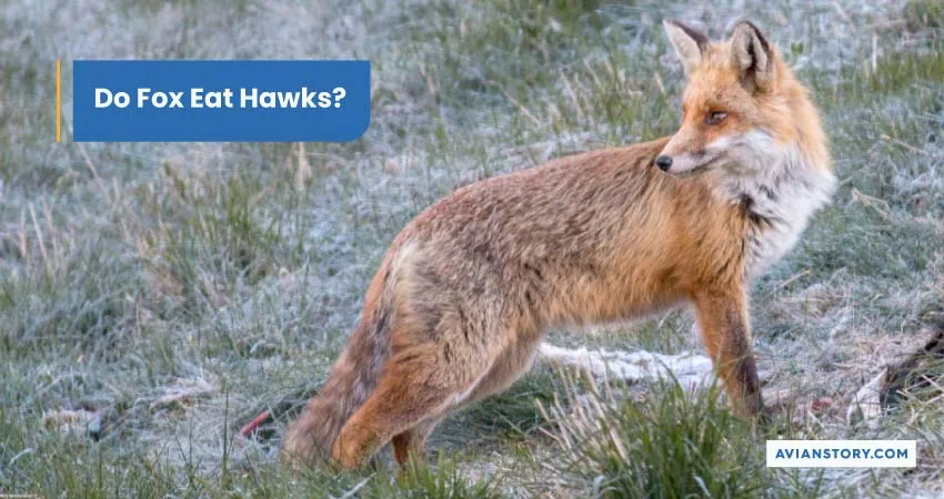 Do Fox Eat Hawks