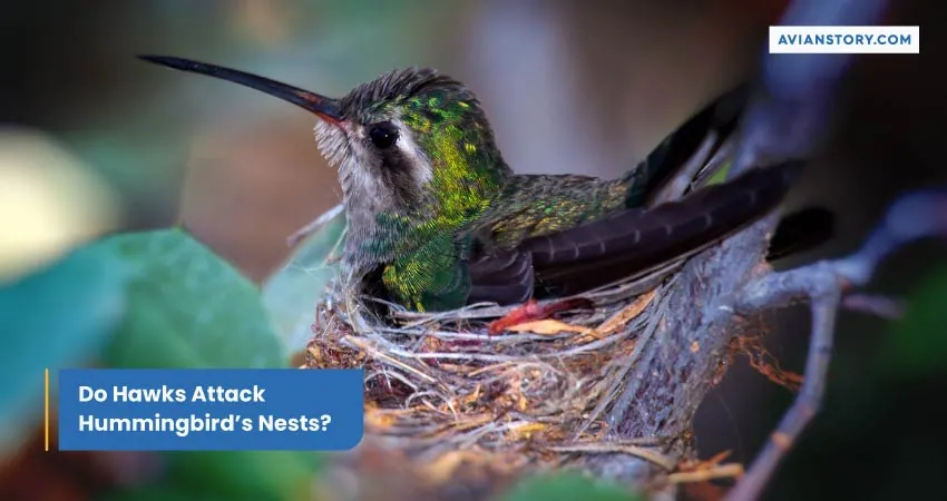 Do Hawks Attack Hummingbirds Nests