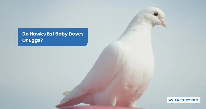 Do Hawks Eat Baby Doves Or Eggs