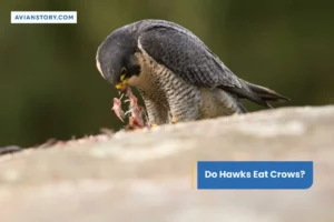 Do Hawks Eat Crows?
