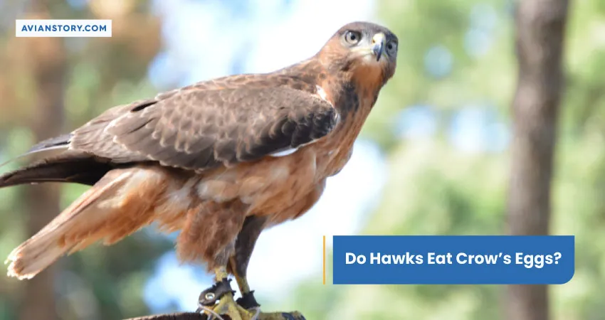 Do Hawks Eat Crows Eggs