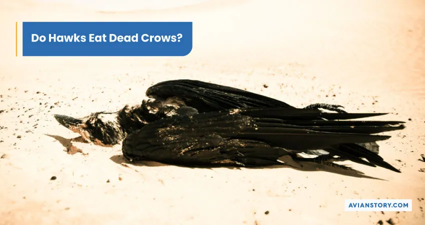 Do Hawks Eat Dead Crows