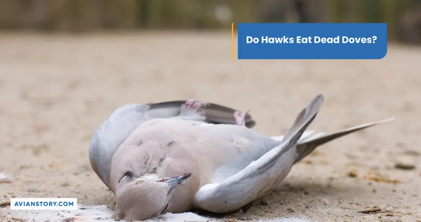 Do Hawks Eat Dead Doves