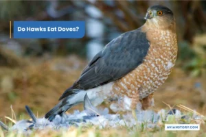 Do Hawks Eat Doves?