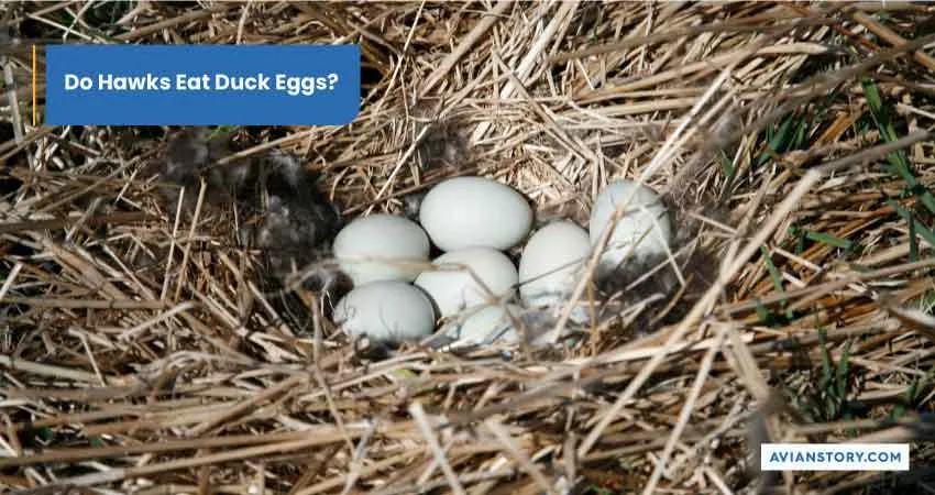 Do Hawks Eat Duck Eggs
