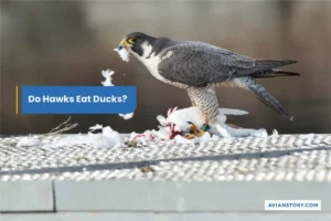 Do Hawks Eat Ducks? The Facts Behind Hawk Predation