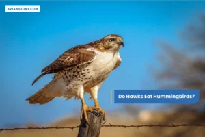 Do Hawks Eat Hummingbirds?