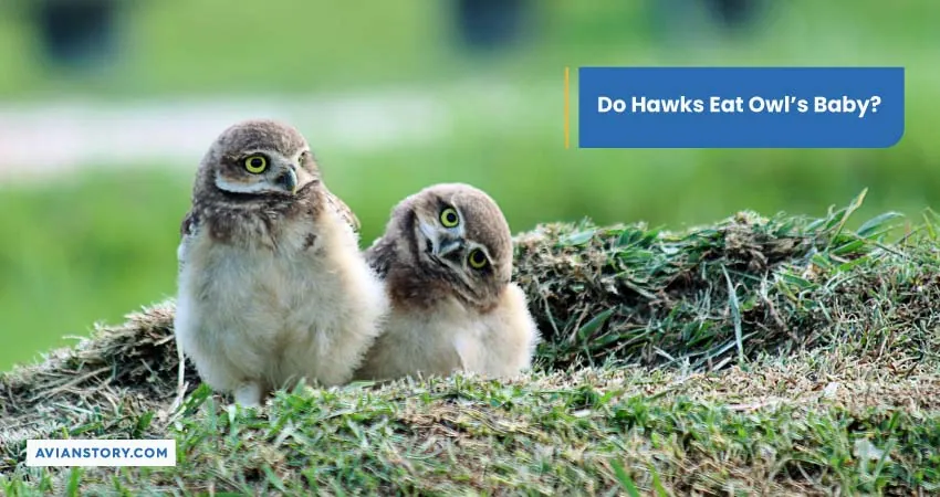 Do Hawks Eat Owls Baby
