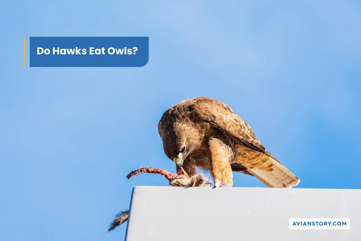 Do Hawks Eat Owls? Or Is It The Owl Who Preys?