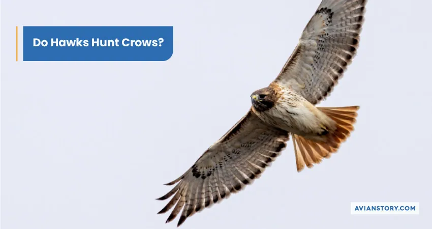 Do Hawks Hunt Crows