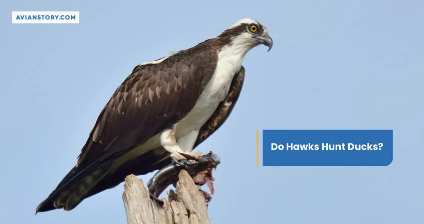 Do Hawks Hunt Ducks