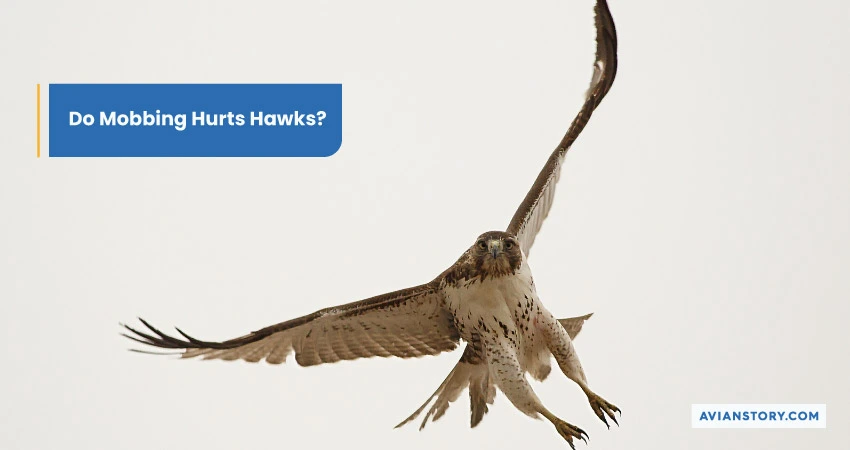 Do Mobbing Hurts Hawks