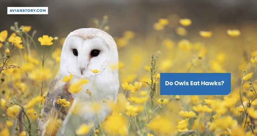 Do Owls Eat Hawks