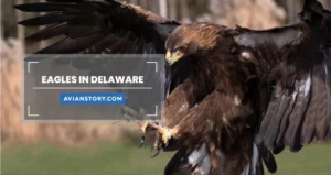 2 Type of Eagles in Delaware [All You Need to Know]