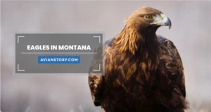 Are There Eagles in Montana?