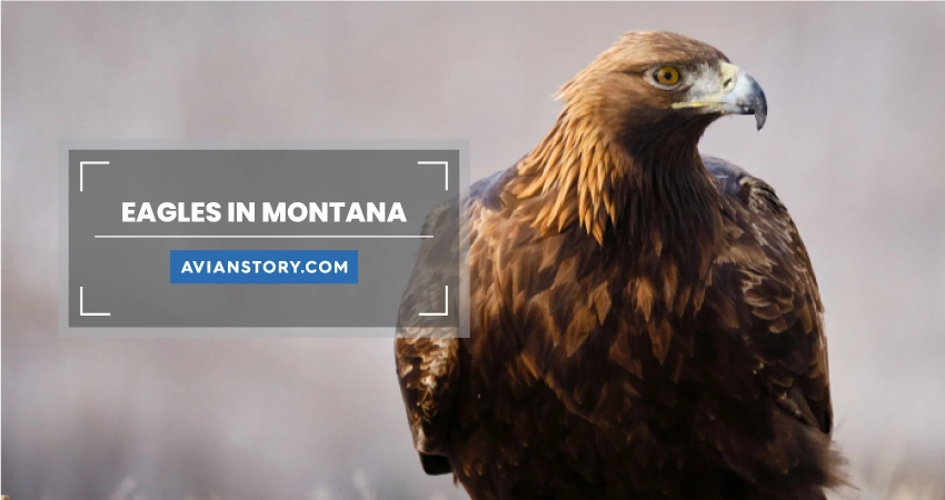 Are There Eagles In Montana?