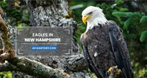 2 Types of Eagles in New Hampshire (With Pictures)