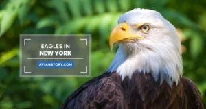 Eagles in New York: Everything that You Need to Know
