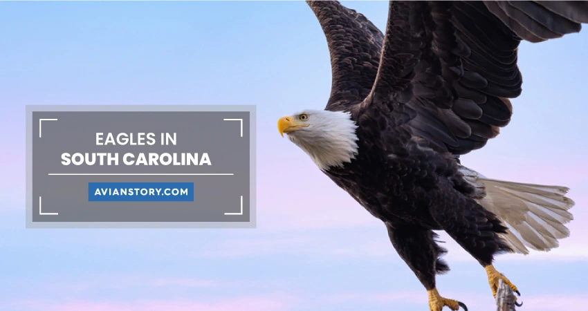 2 Types Of Eagles In South Carolina (Pictures)